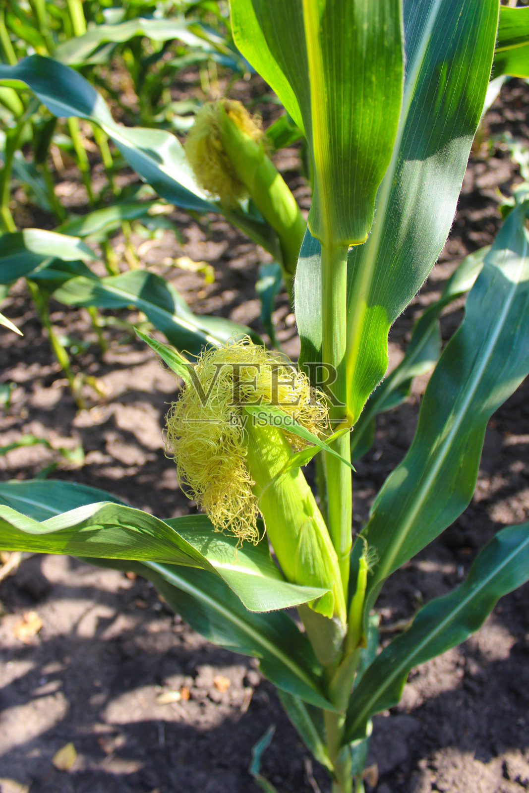 玉米地，玉米棒照片摄影图片