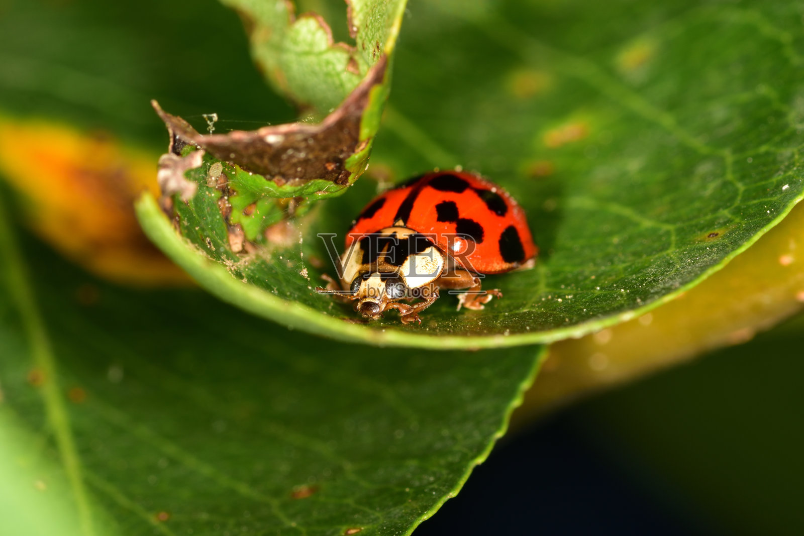 瓢虫甲虫，Gonioctena fornicata，Harmonia axiridis照片摄影图片