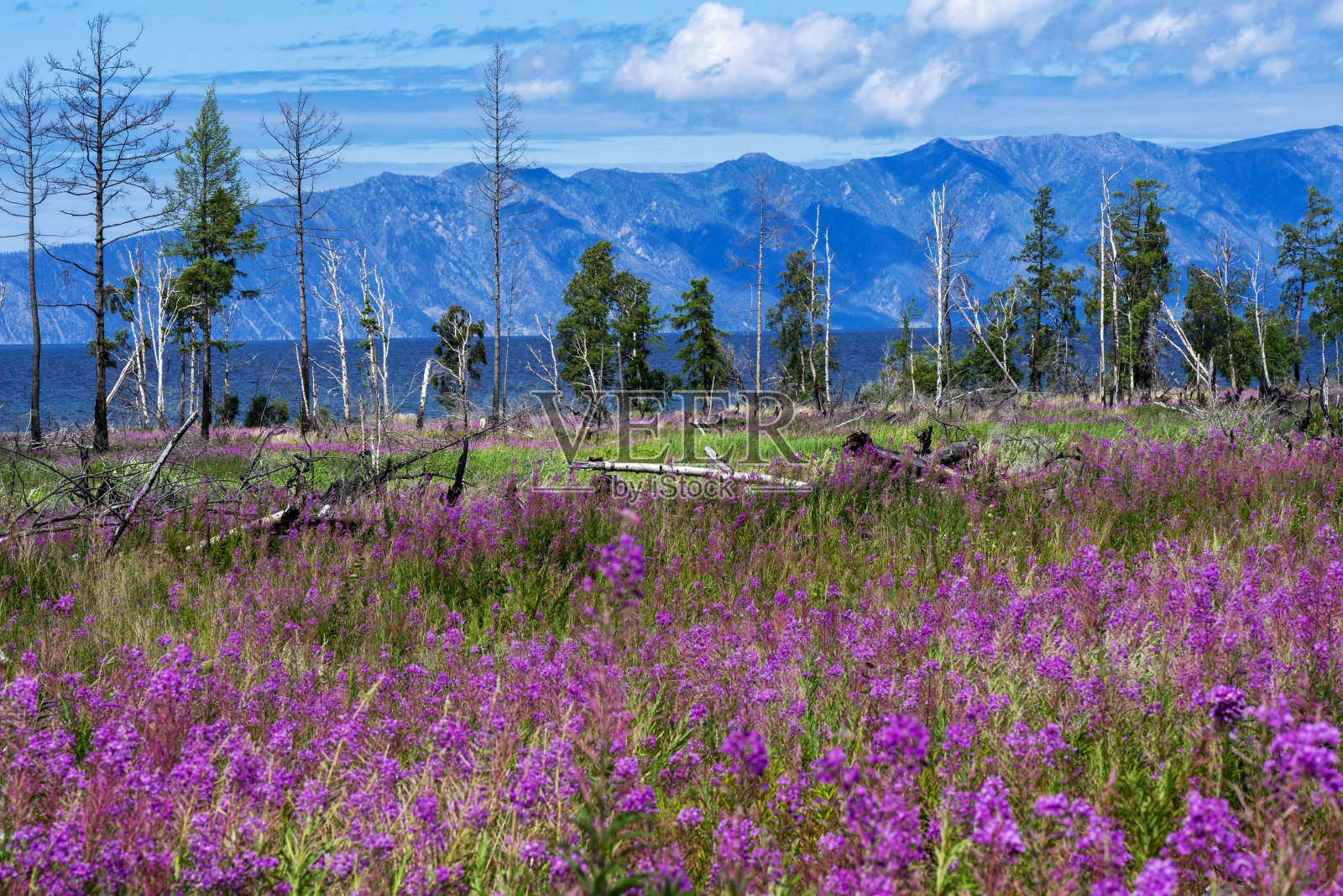 贝加尔湖上群山的背景上盛开的伊万茶照片摄影图片