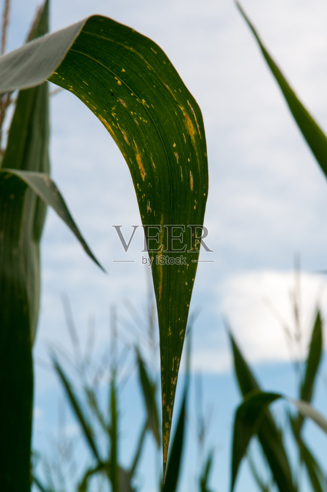 年轻的绿玉米，夏天的绿玉米田照片摄影图片