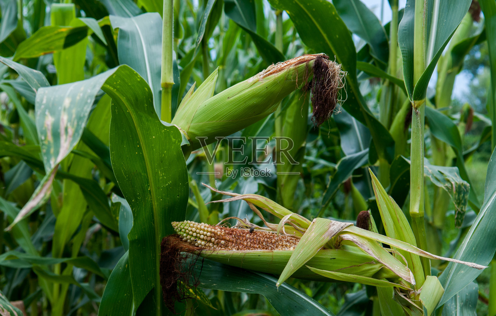 年轻的绿玉米，夏天的绿玉米田照片摄影图片