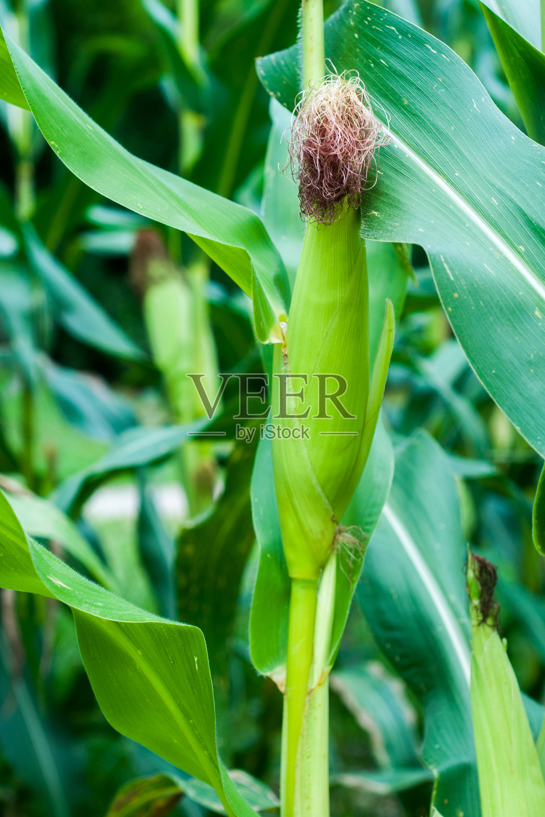 年轻的绿玉米，夏天的绿玉米田照片摄影图片
