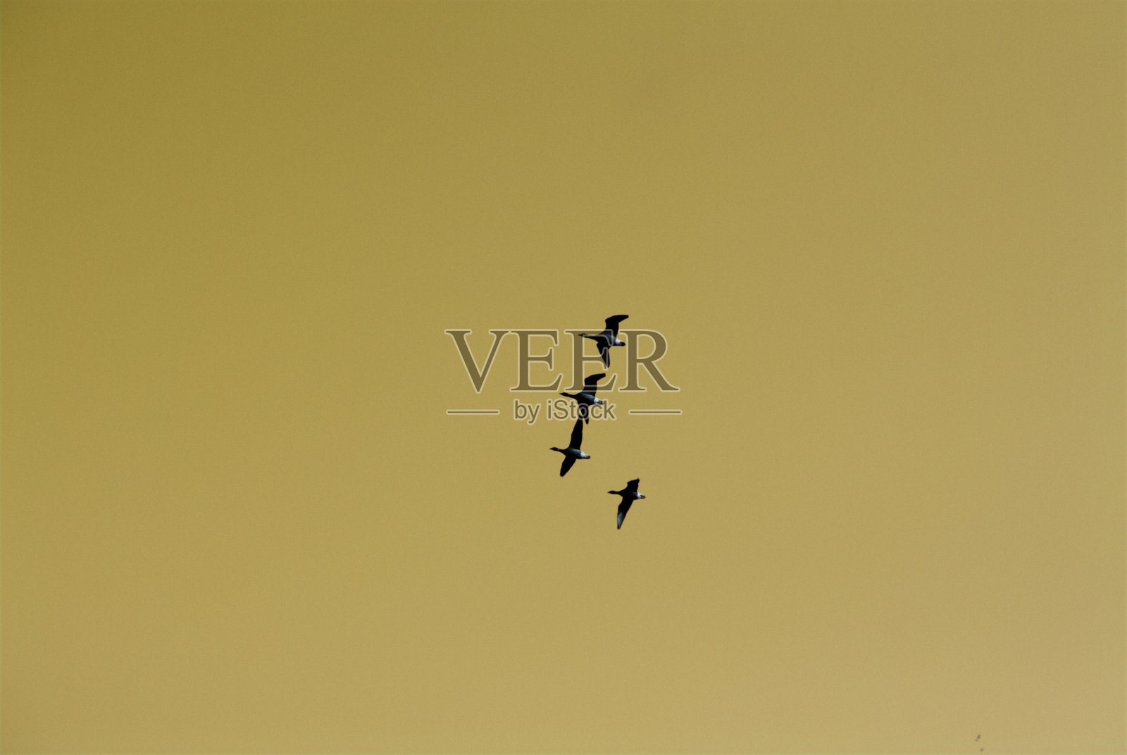 一群鸟照片摄影图片