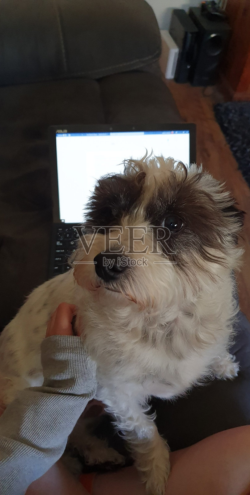 宠物在工作之前照片摄影图片