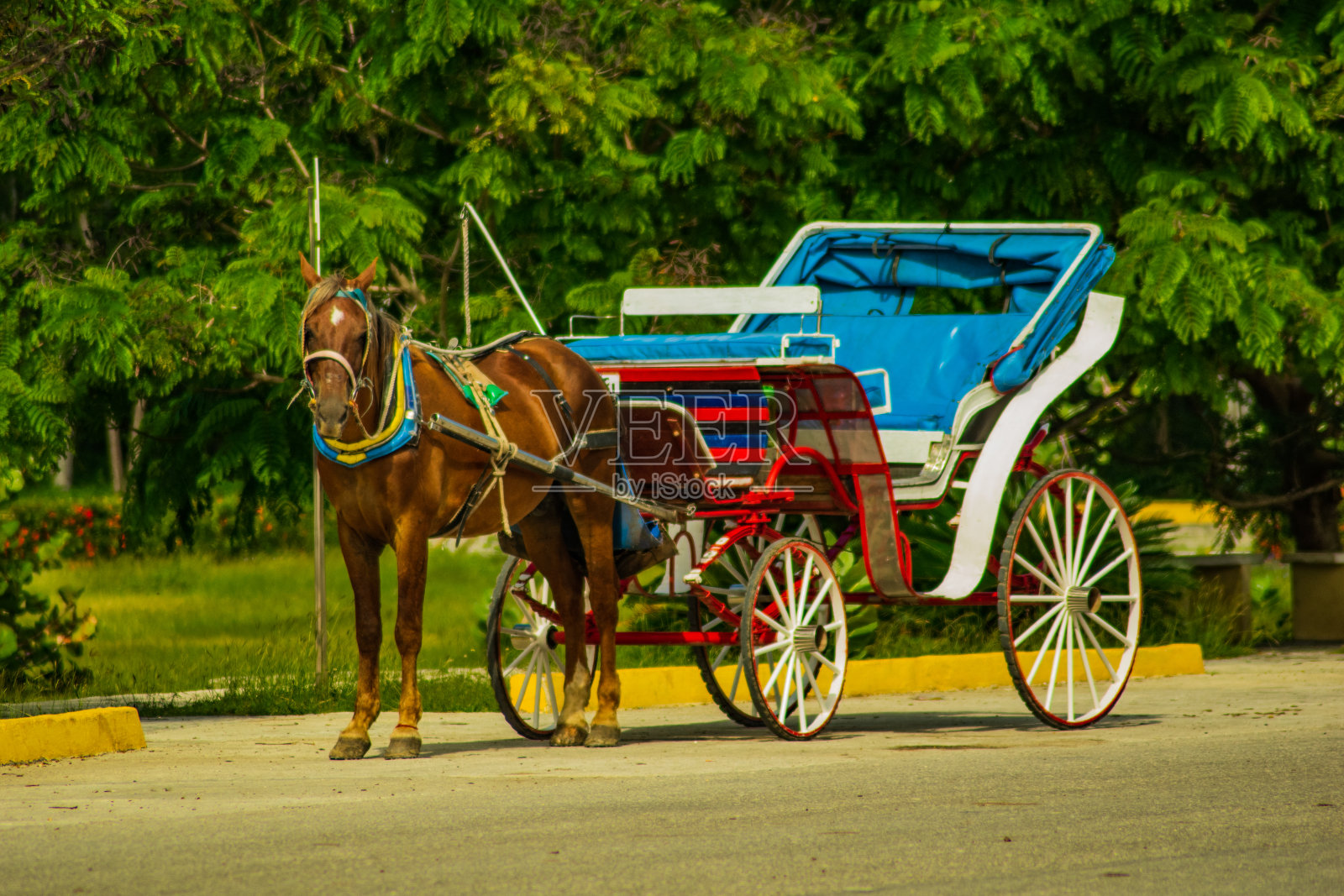 古巴的一辆马车照片摄影图片