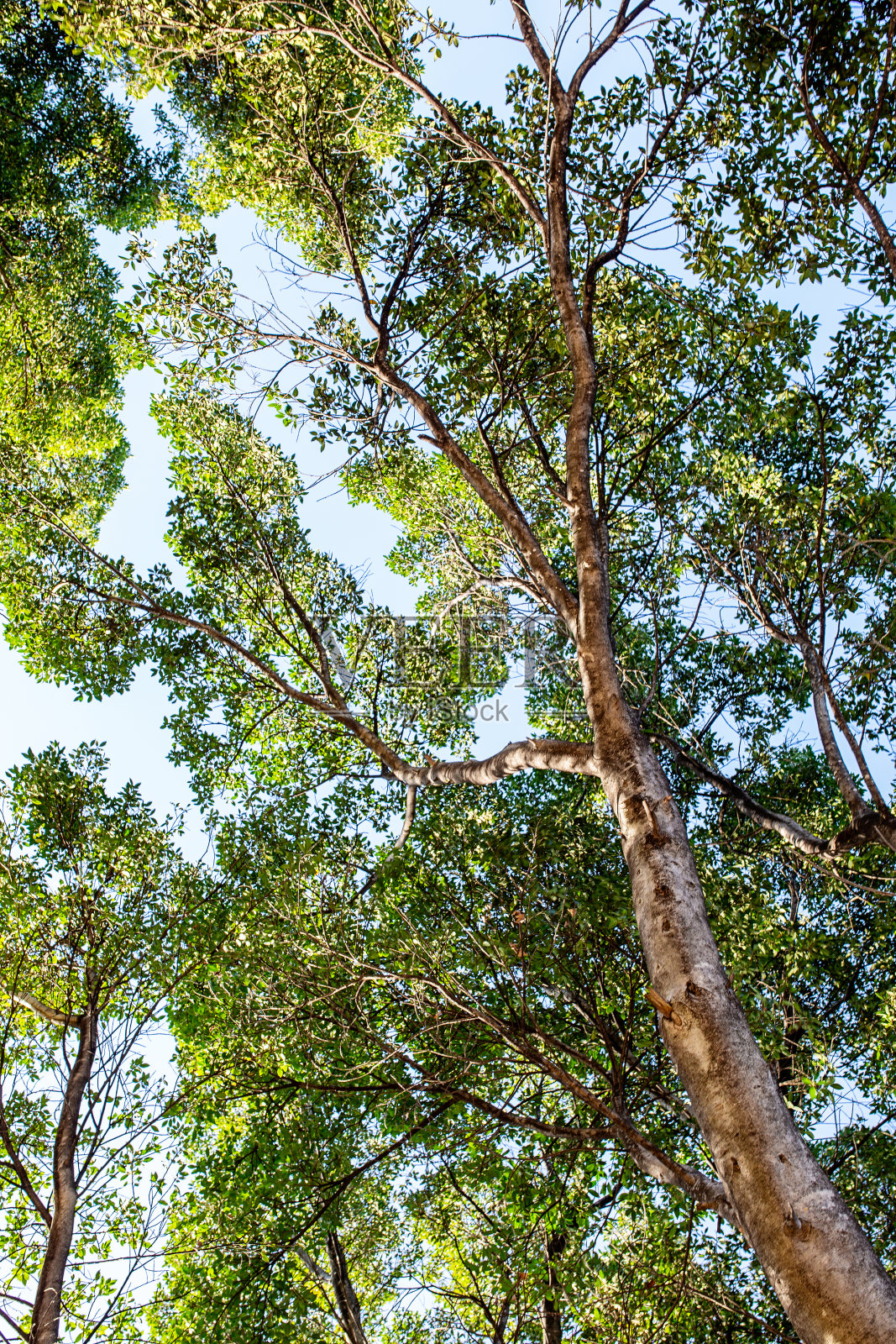 仰望绿树成荫的树冠照片摄影图片
