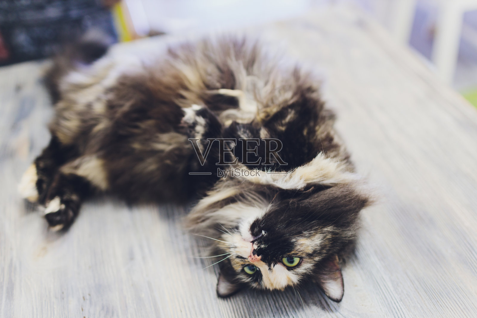 非常有趣的猫笑的特写。照片摄影图片