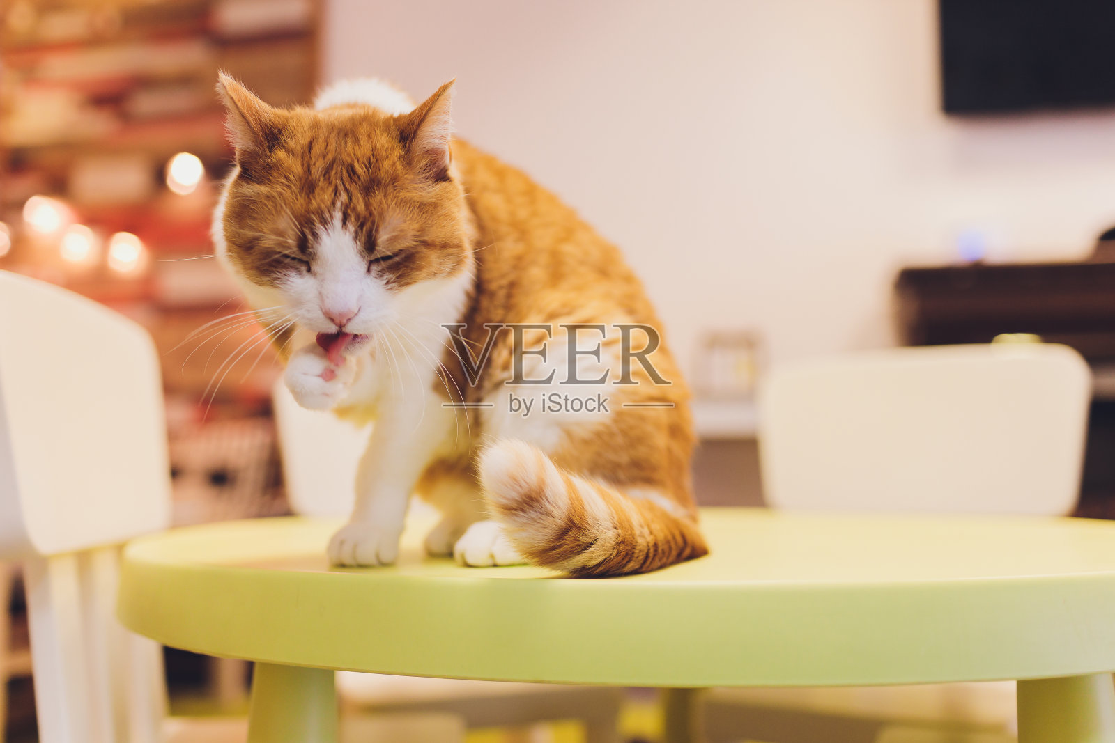 猫舔爪子的嘴部碎片。特写，小的清晰度深度。照片摄影图片