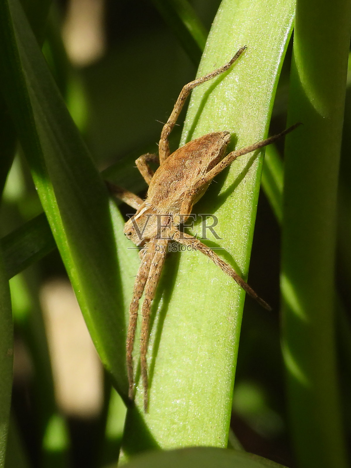 令人钦佩的Pisaura mirabilis照片摄影图片