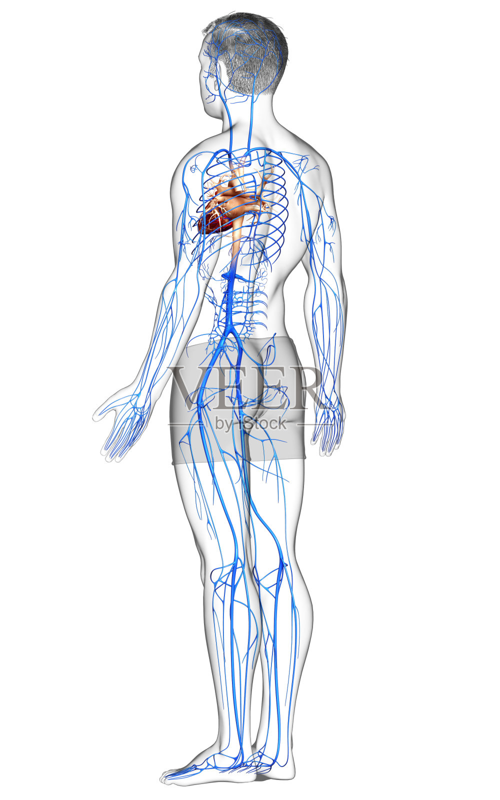 3d渲染医学上准确的男性静脉解剖的插图照片摄影图片