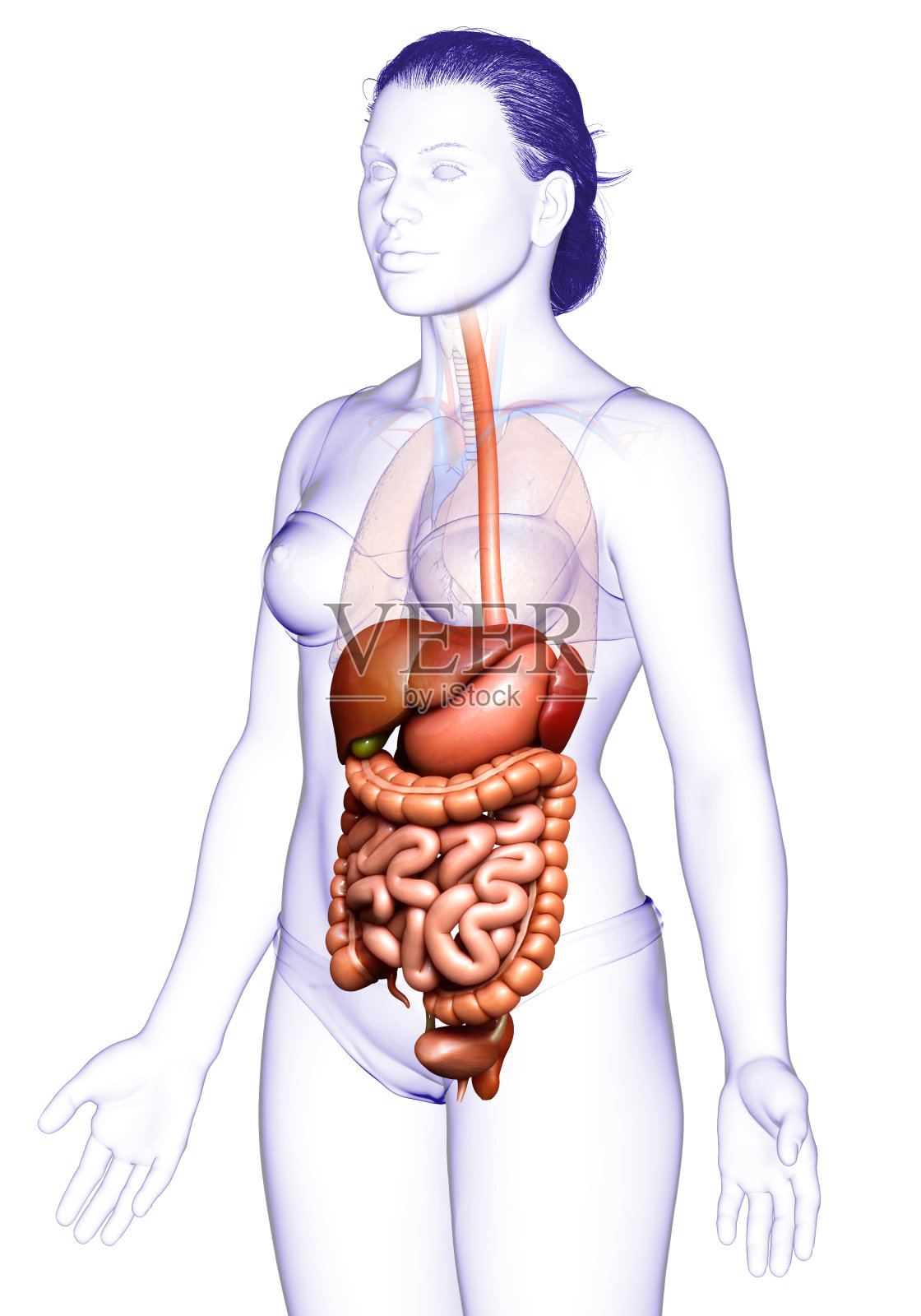 3d渲染医学上准确的女性消化系统的插图照片摄影图片