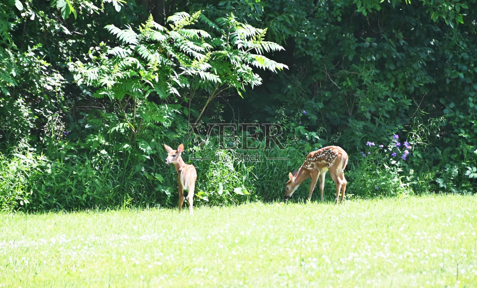 一对小鹿照片摄影图片