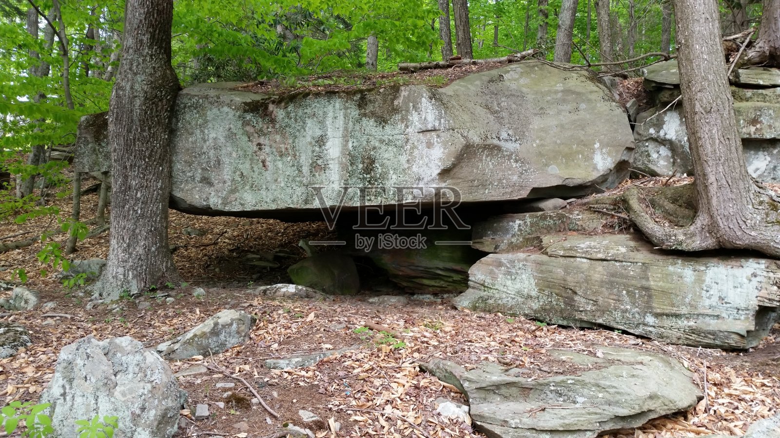 石头和树照片摄影图片