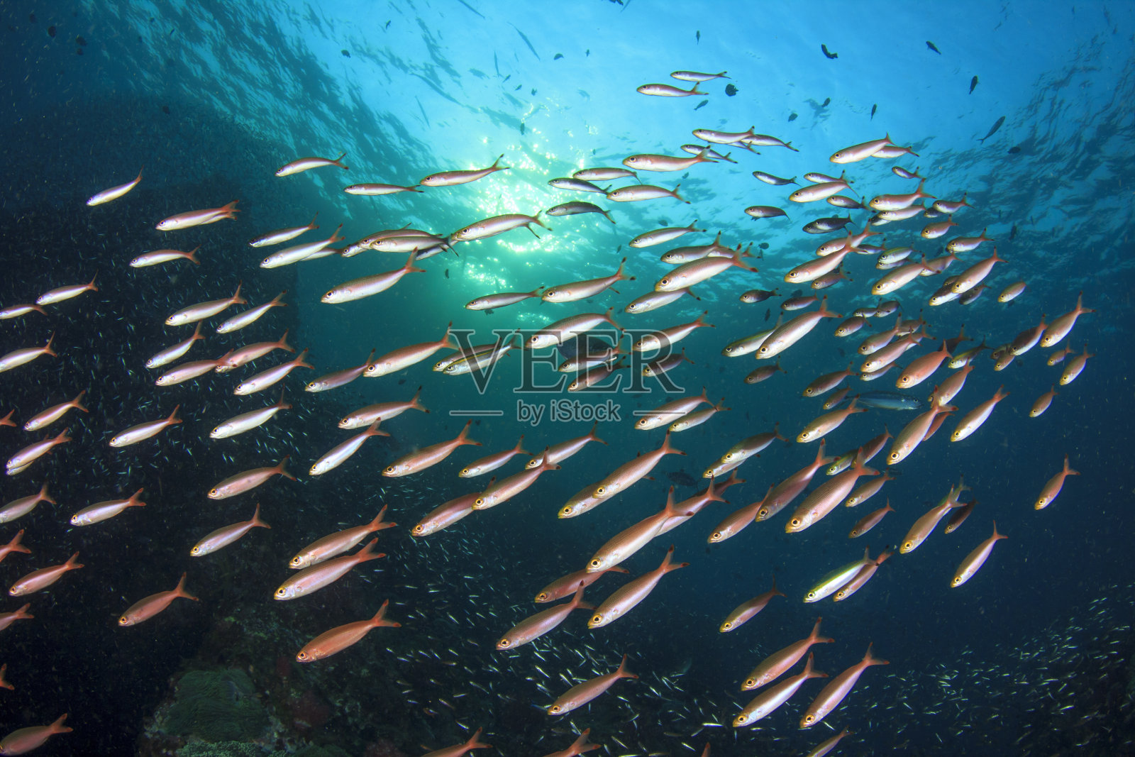 沙丁鱼水下照片摄影图片