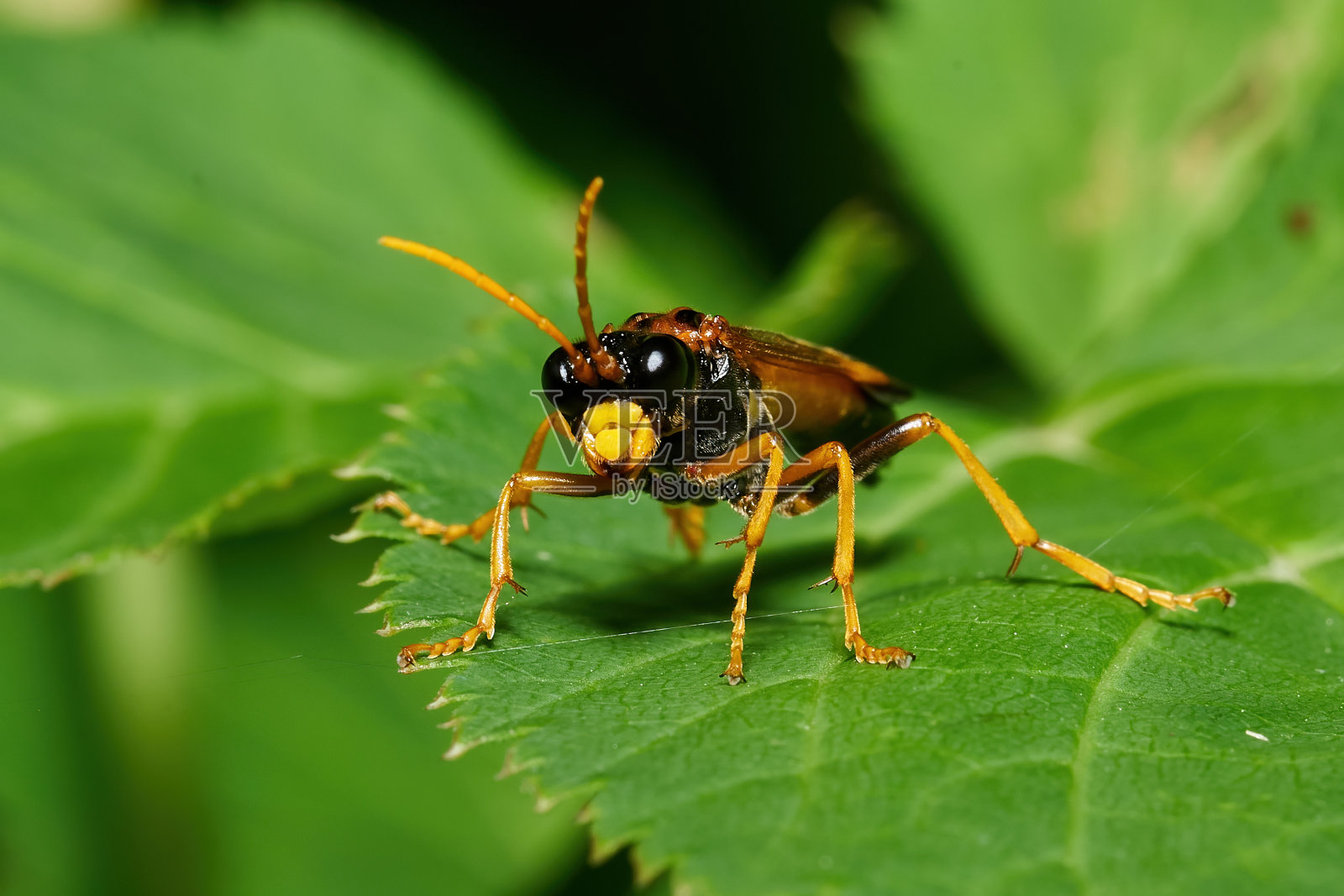 野油菜照片摄影图片