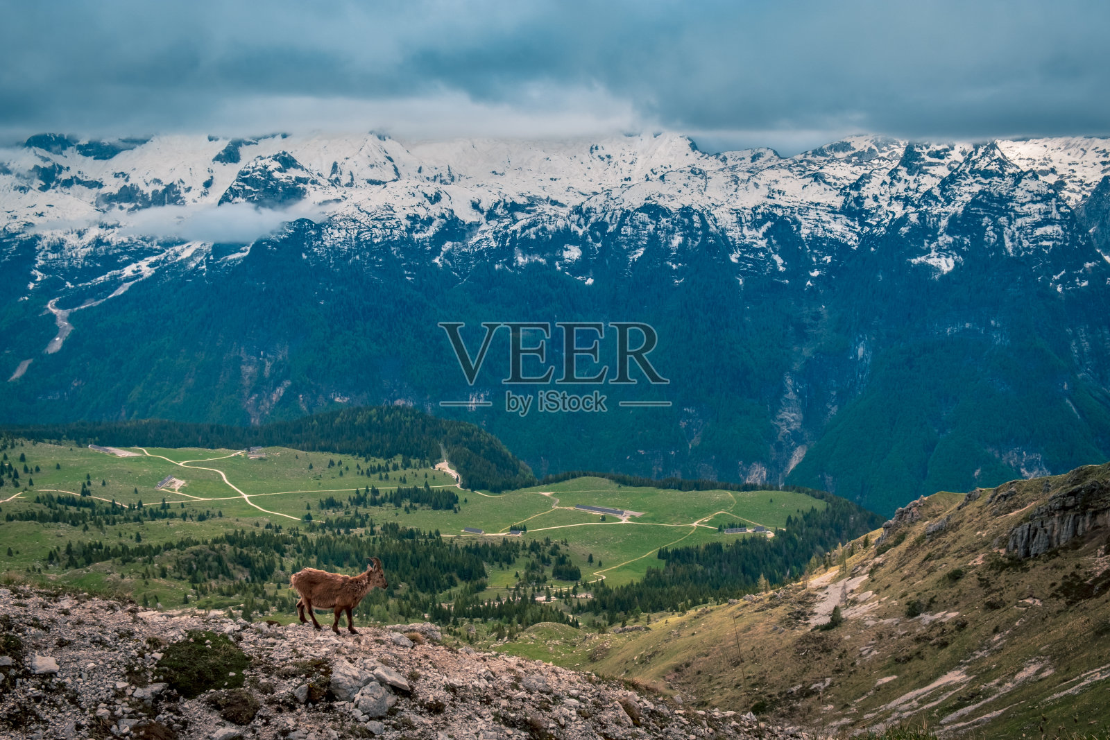 在朱利安阿尔卑斯山的摩羯座照片摄影图片
