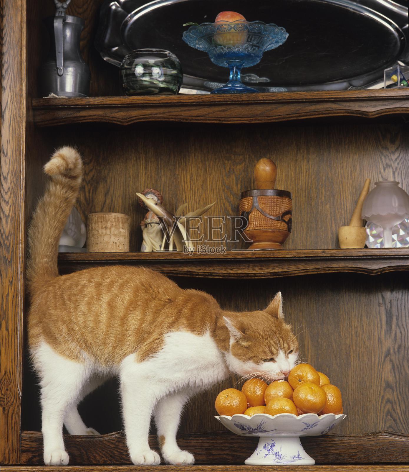 家猫闻到并舔橙子照片摄影图片