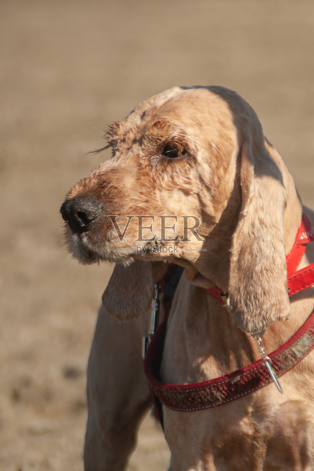 散步时的米色毛茸茸的英国可卡犬。宠物坐在潮湿的沙滩上看日落。特写红色米色西班牙猎犬与湿毛特写照片摄影图片