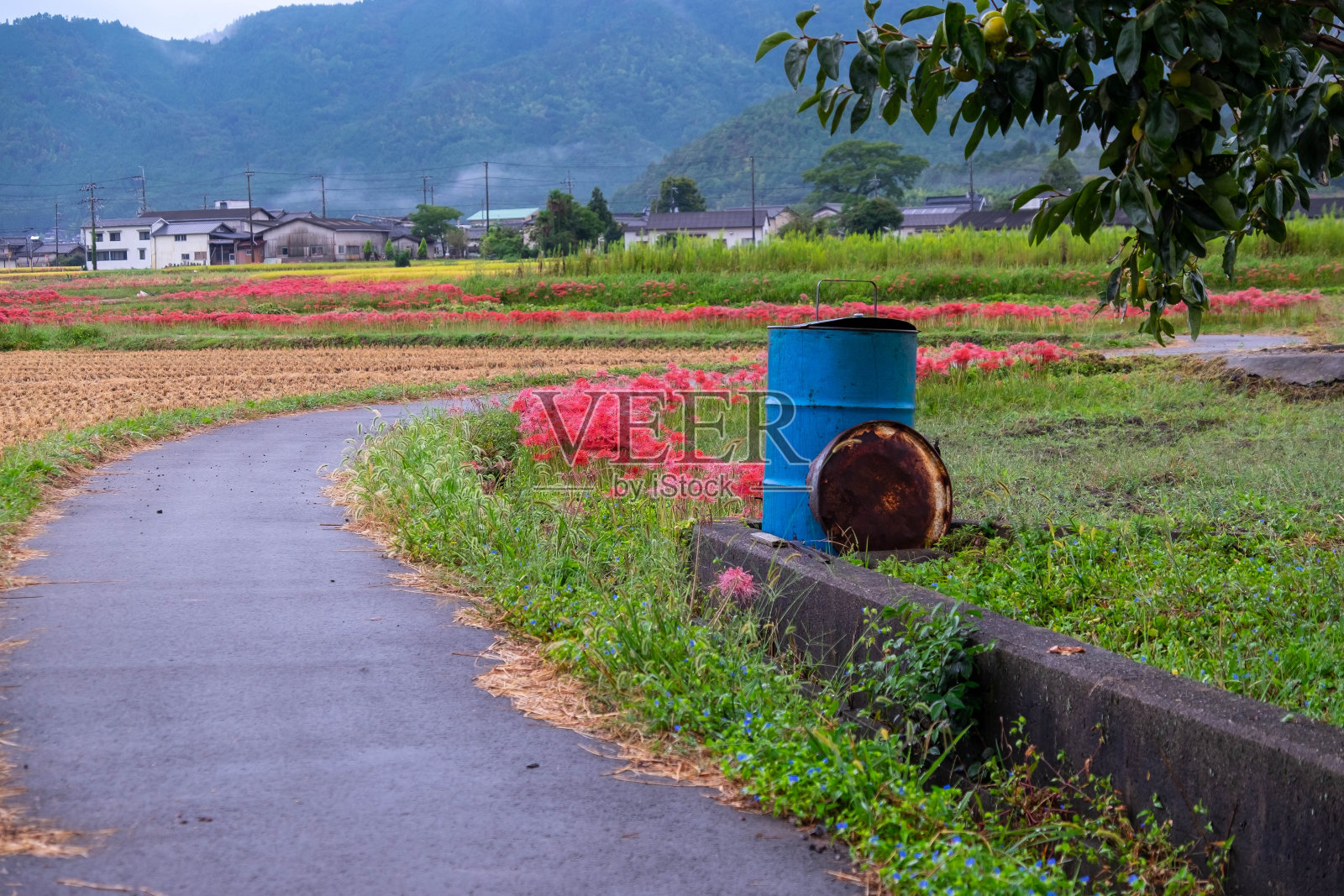 曲曲折折的农家小路上，有睡莲和鼓照片摄影图片