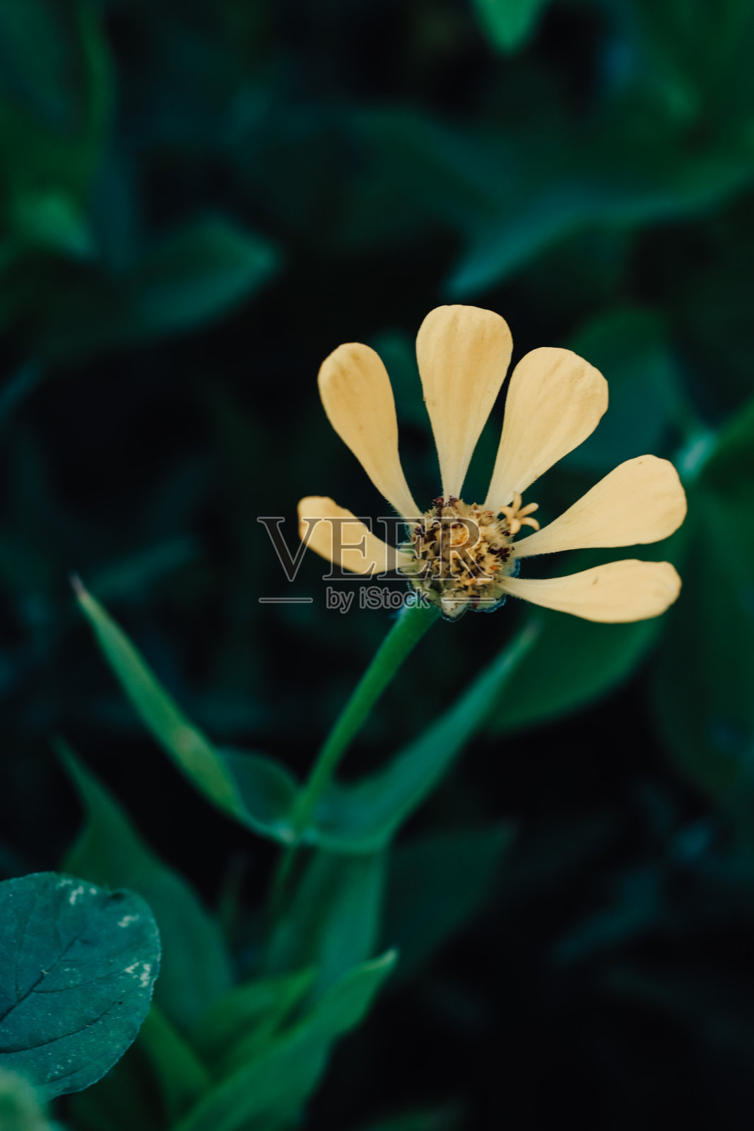 花照片摄影图片