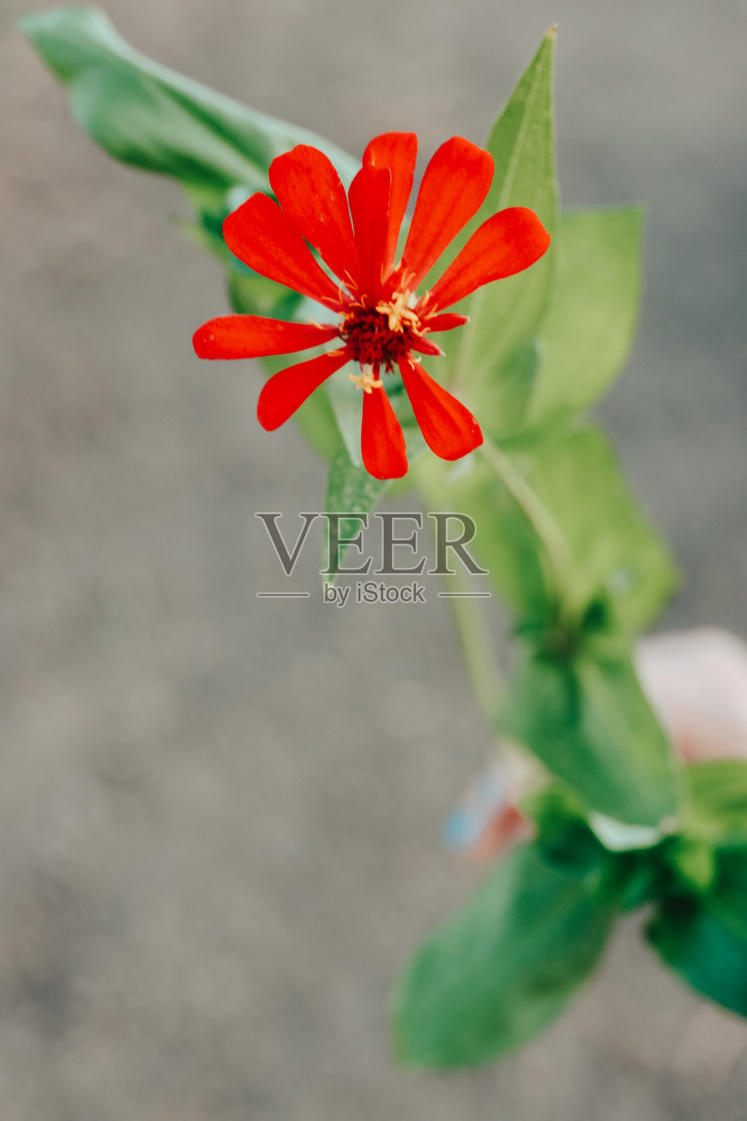 花照片摄影图片