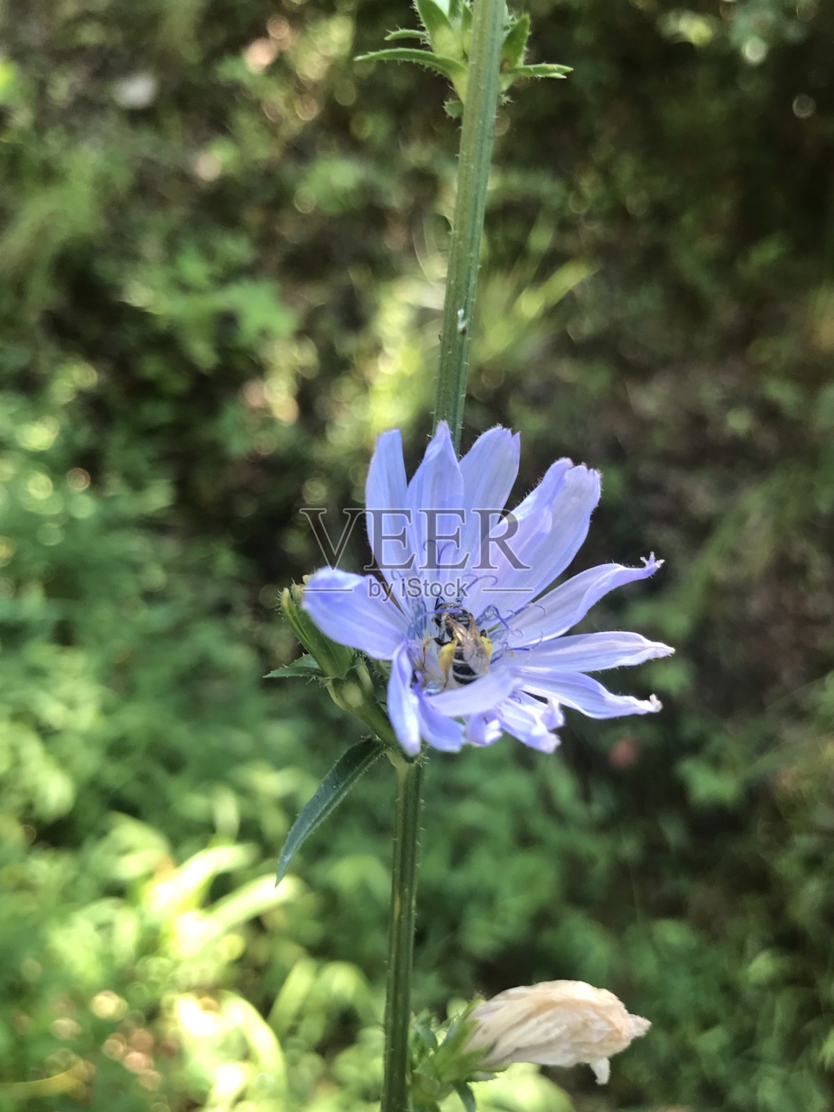 蜜蜂在花朵照片摄影图片