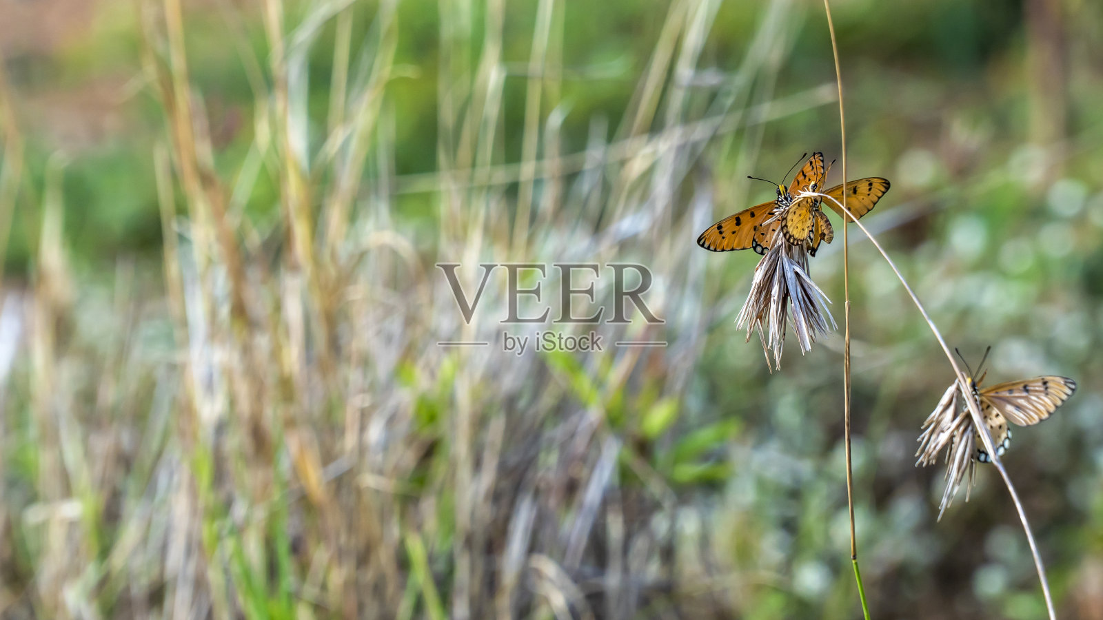 野生蝴蝶特写(普通虎蝶)照片摄影图片