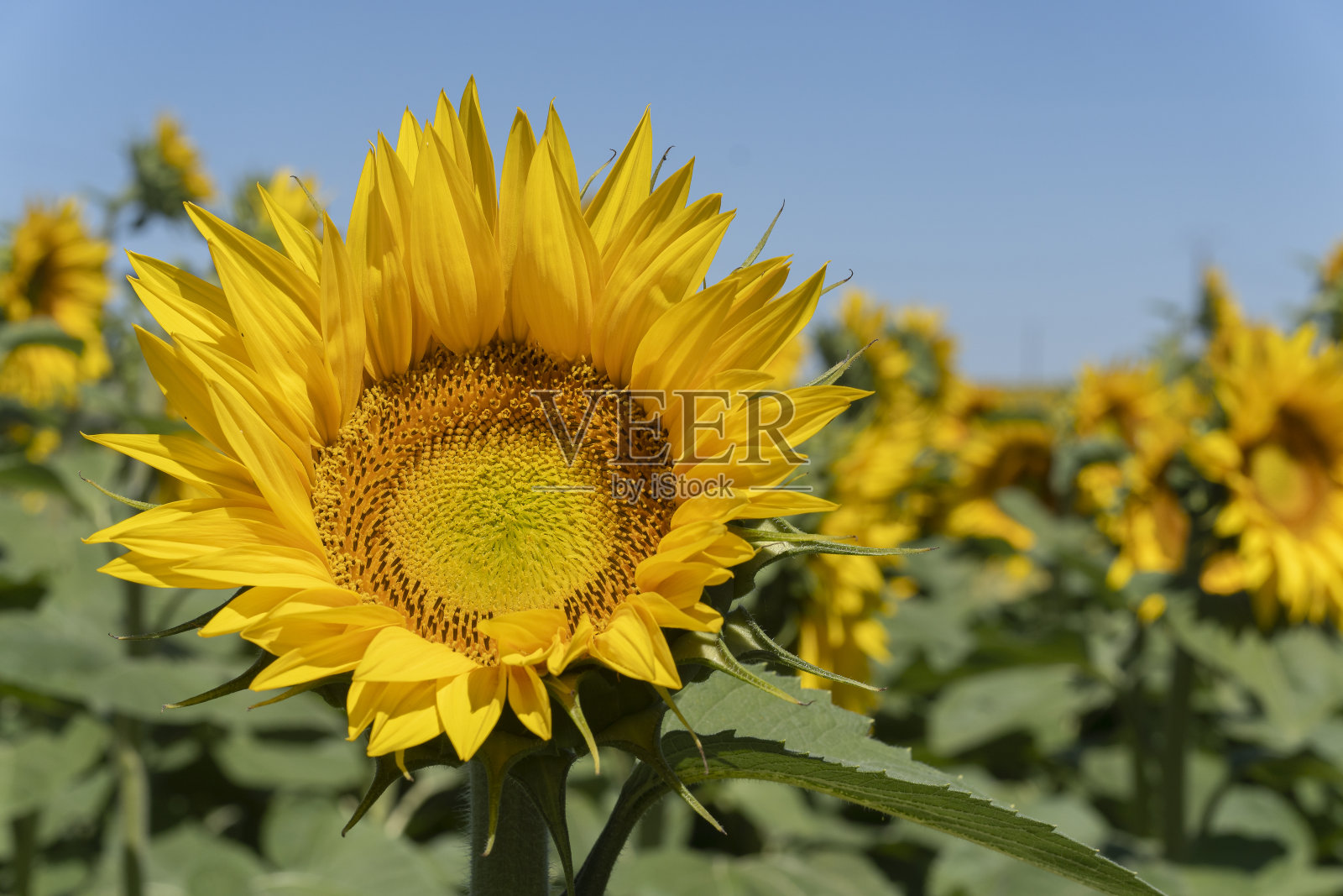 向日葵特写。照片摄影图片