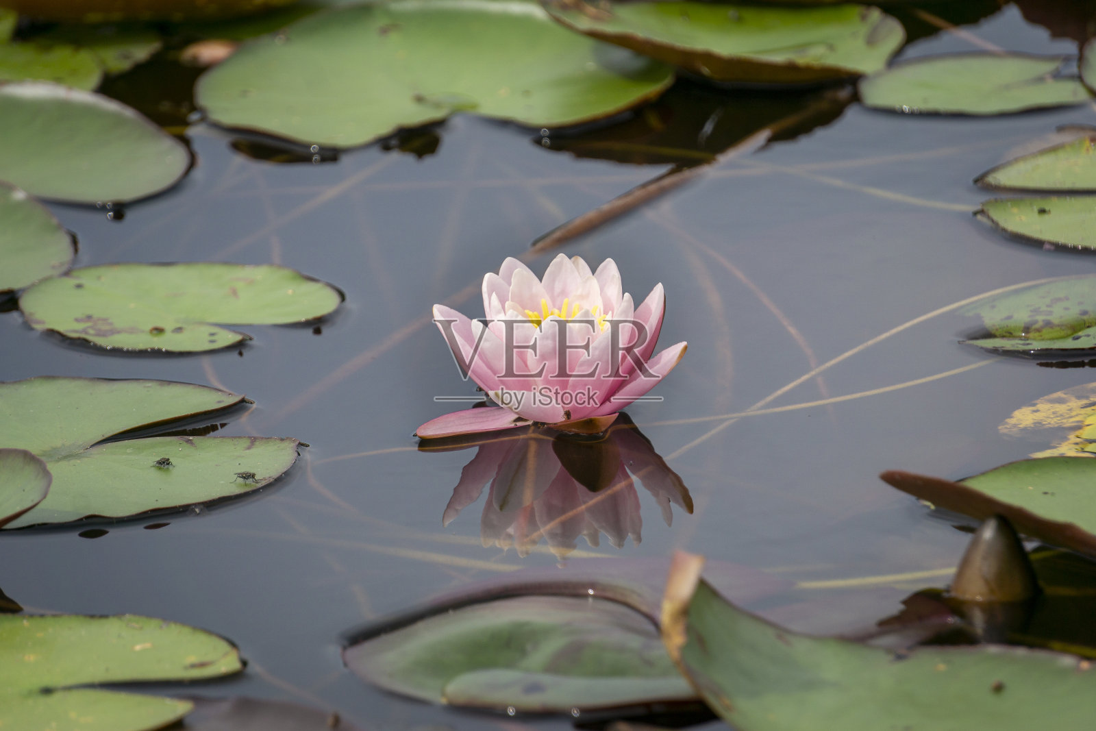 湖中单朵睡莲-禅和冥想照片摄影图片