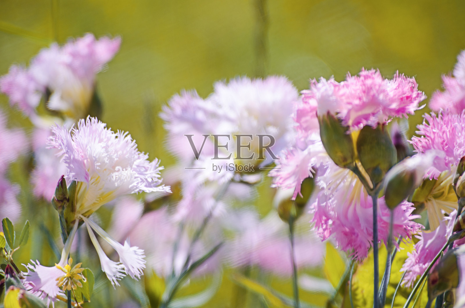 五颜六色的康乃馨盛开在户外装饰花坛照片摄影图片