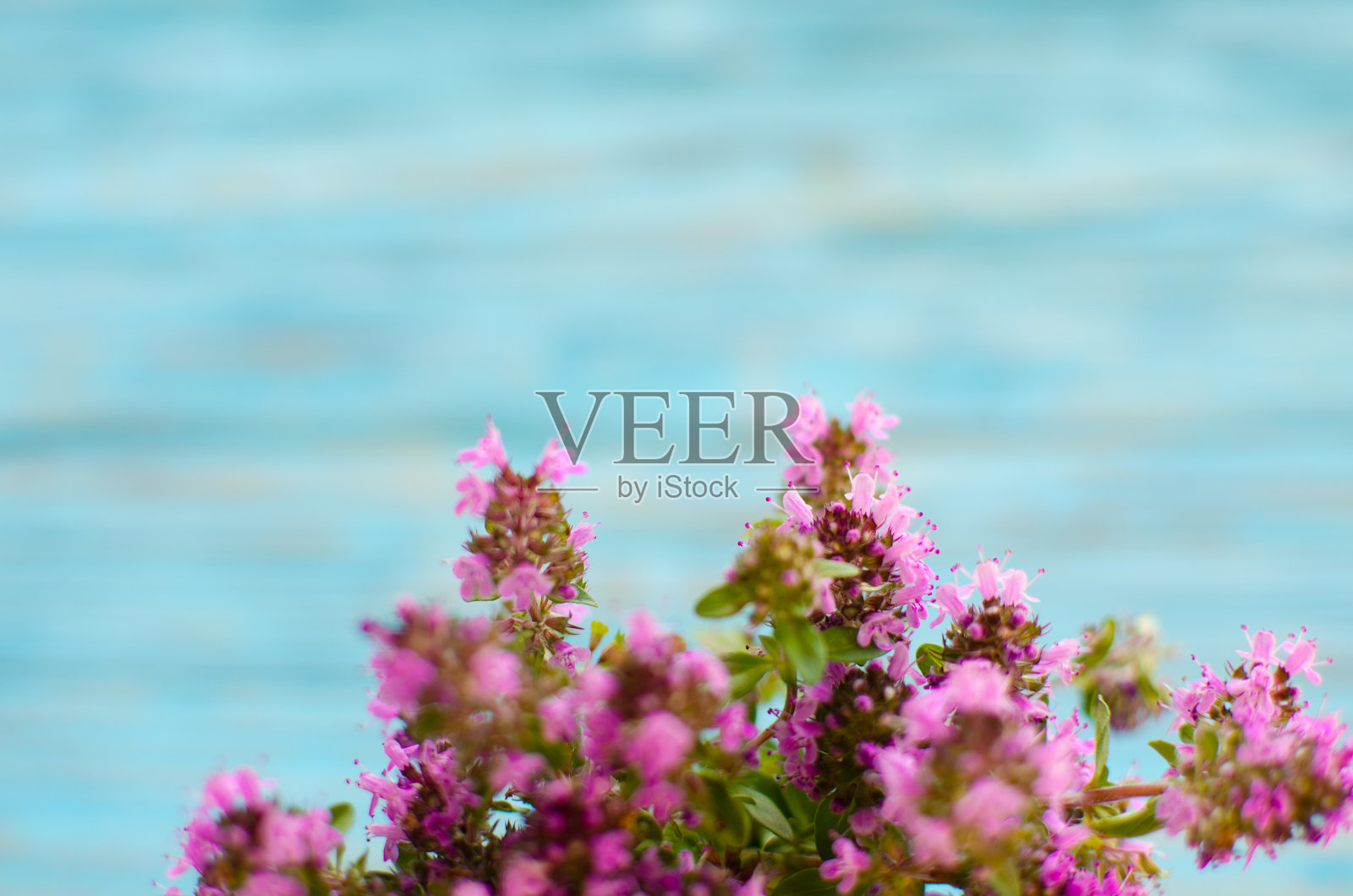 百里香是唇形科灌木和半灌木的一个属。照片摄影图片