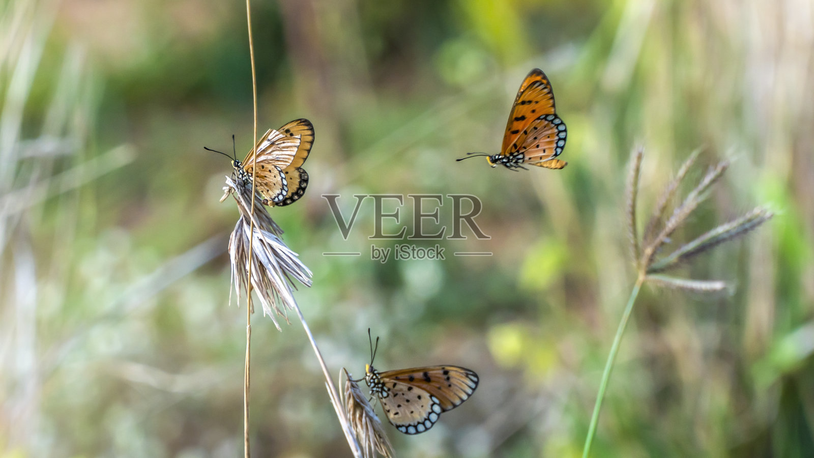 野生蝴蝶特写(普通虎蝶)照片摄影图片