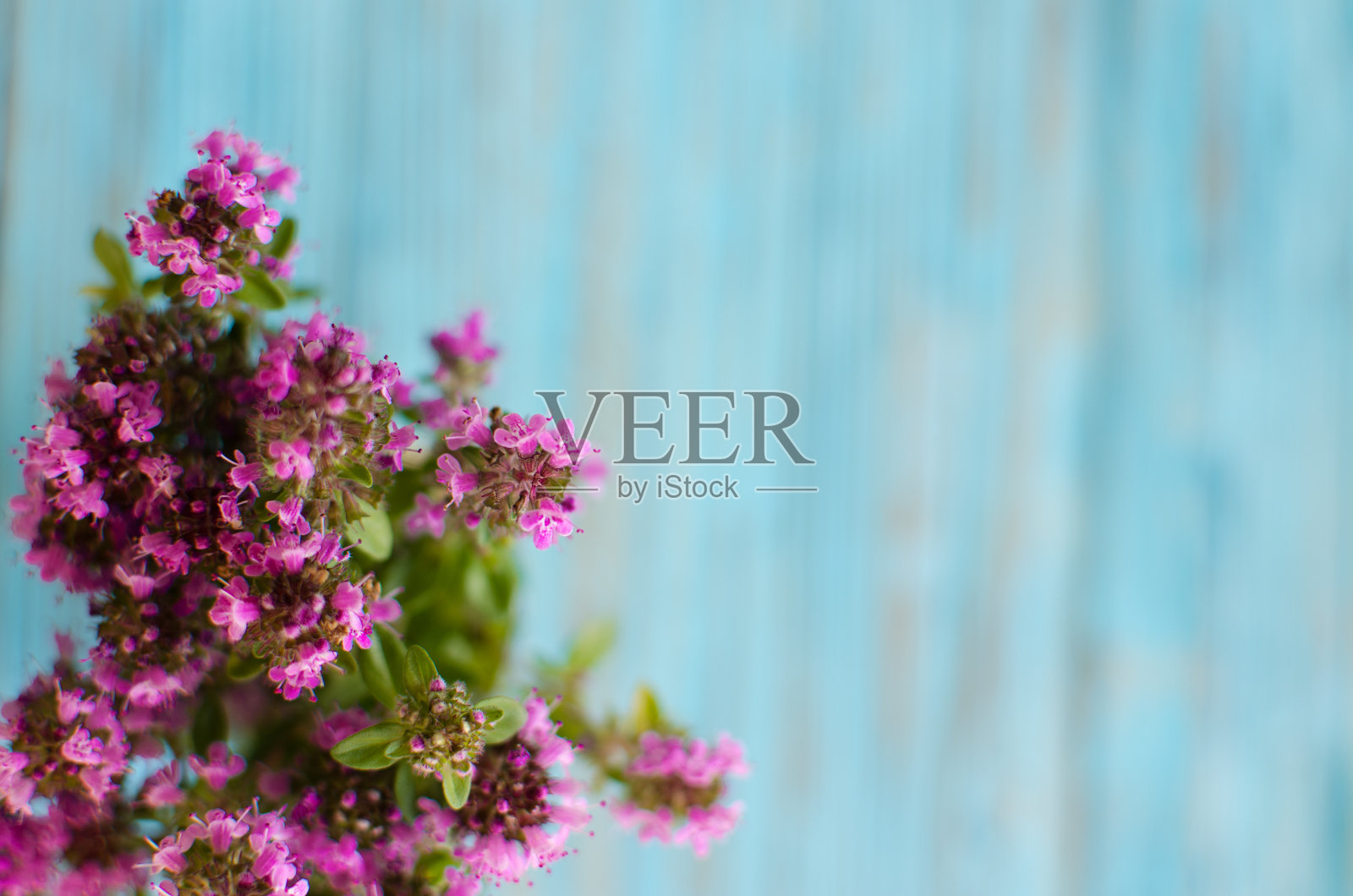 百里香是唇形科灌木和半灌木的一个属。照片摄影图片