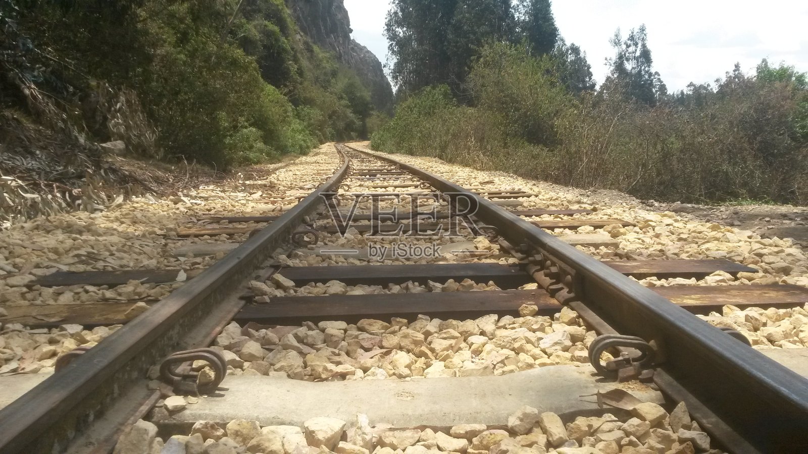 森林里的小路照片摄影图片