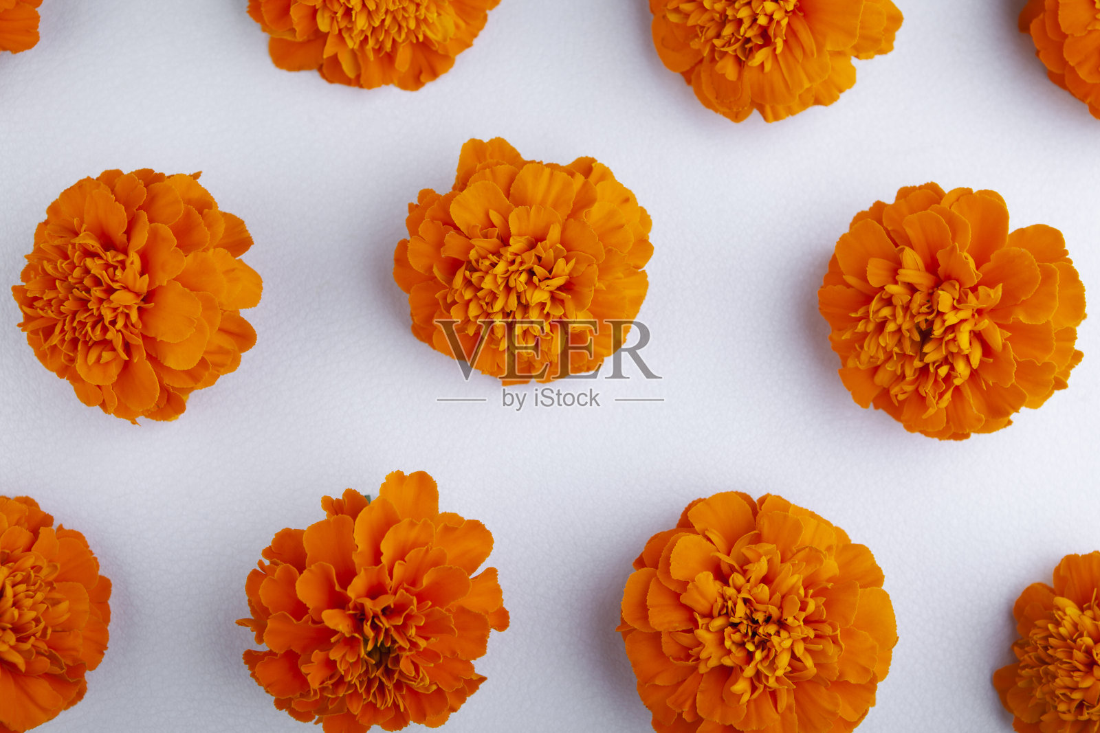 图像的花白色背景照片摄影图片