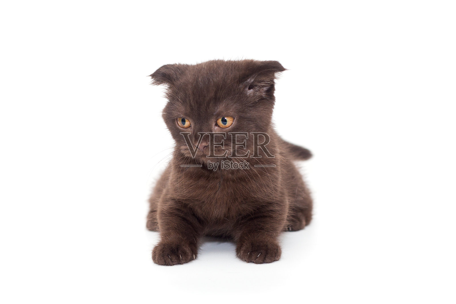 苏格兰折耳黑猫照片摄影图片