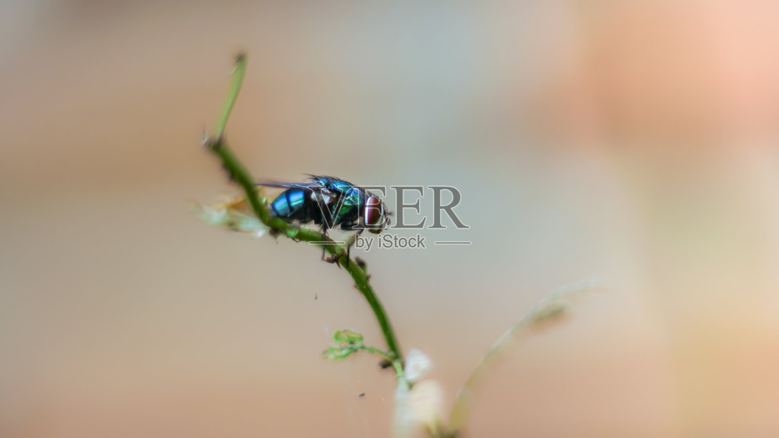 普通绿蝇(丝光绿蝇)照片摄影图片