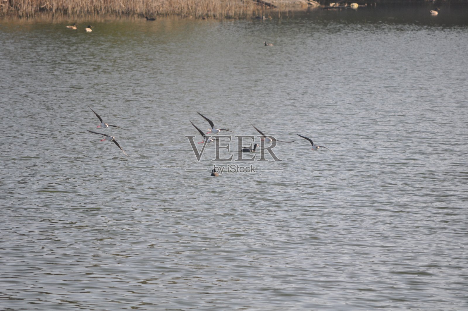 美丽的鸟类黑翅高跷(Himantopus Himantopus)在自然环境中照片摄影图片