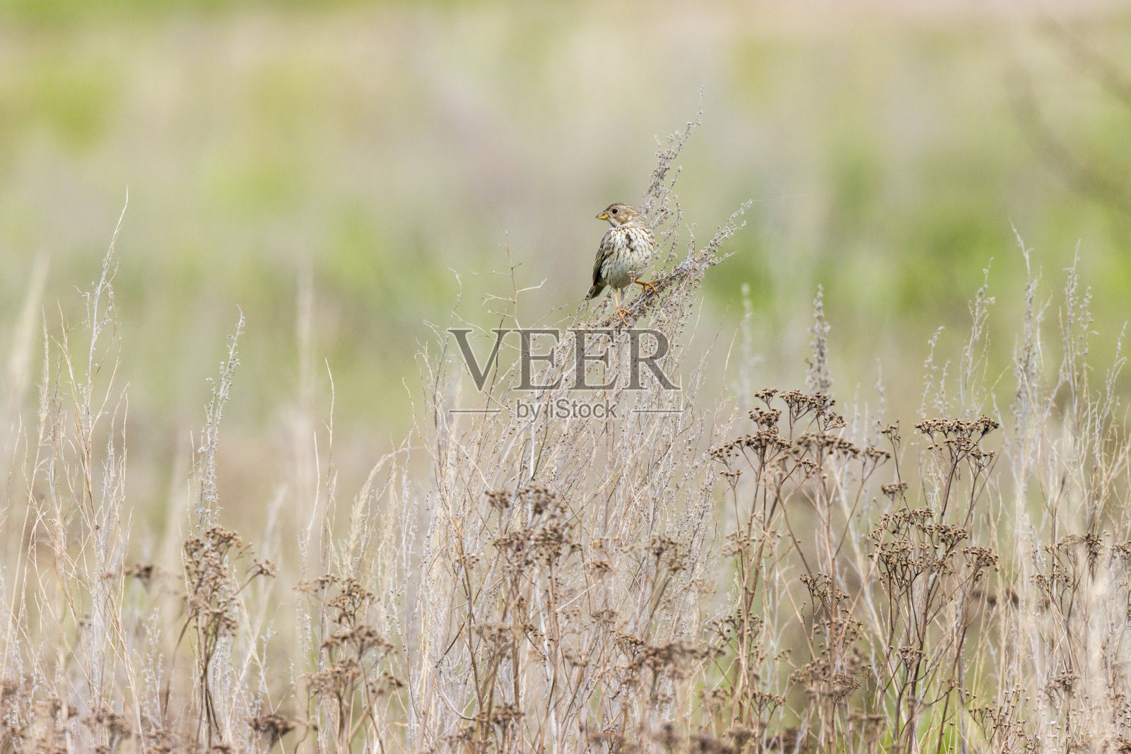 玉米旗。照片摄影图片