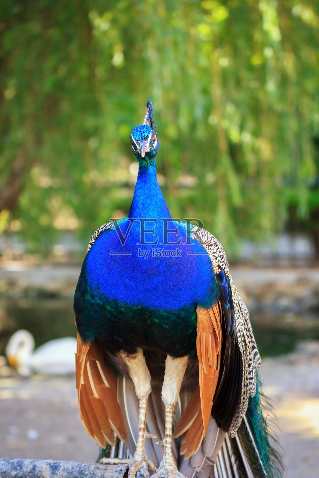 孔雀照片摄影图片