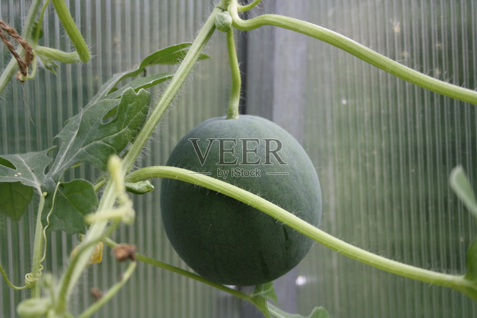 在温室里种植照片摄影图片