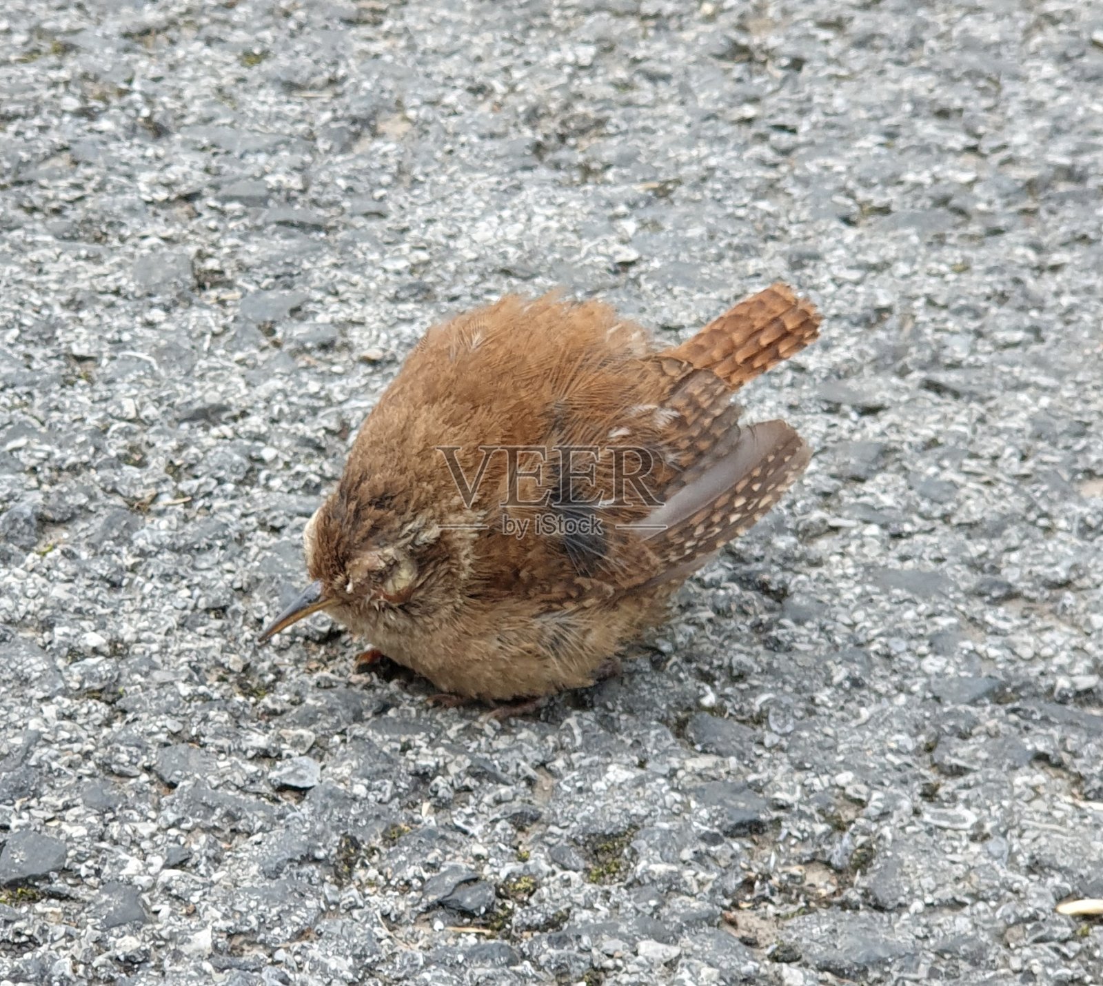 婴儿鸟照片摄影图片