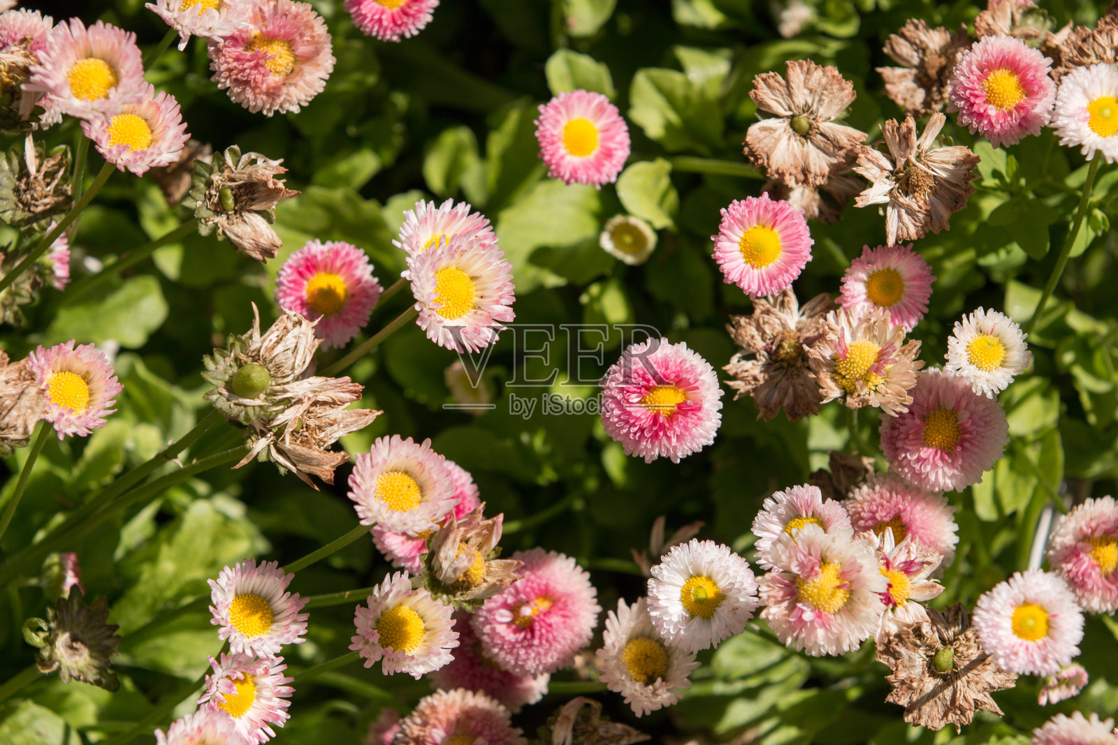 粉白色的小朵雏菊花照片摄影图片