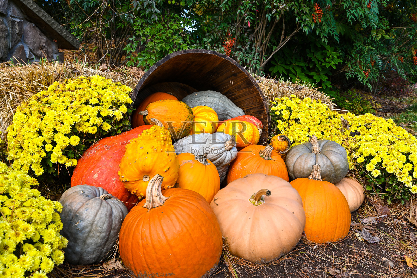 葫芦和南瓜照片摄影图片