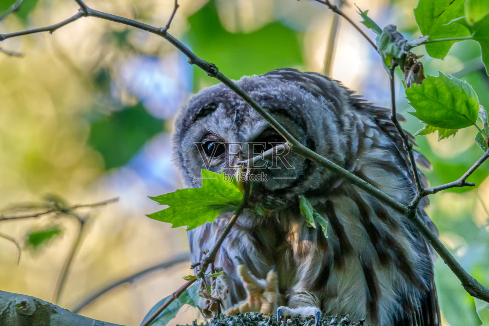 斑点猫头鹰在树枝上特写照片摄影图片