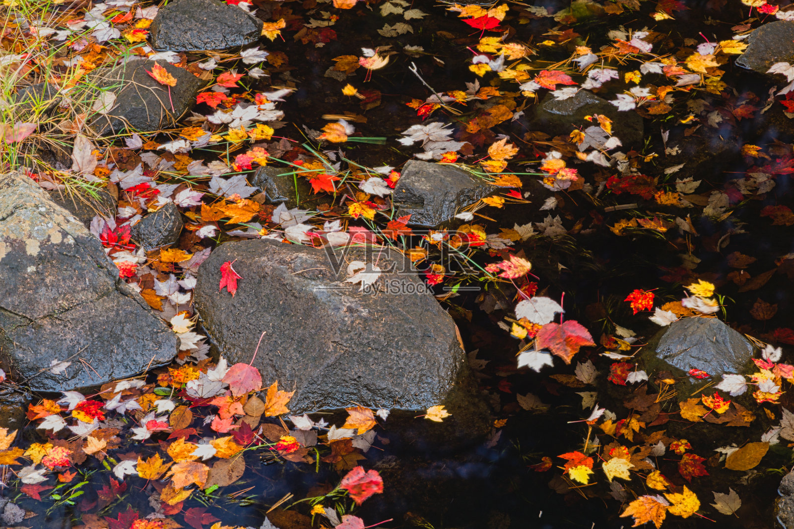 阿卡迪亚国家公园鸭子溪路上的秋天的颜色和小溪照片摄影图片