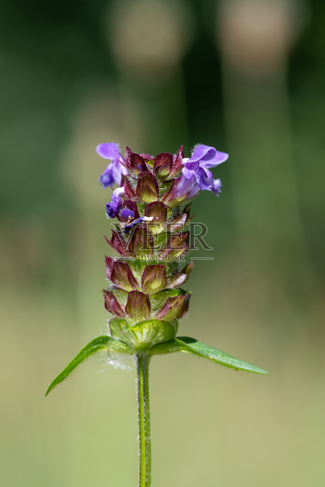 普通自愈(夏枯草)照片摄影图片
