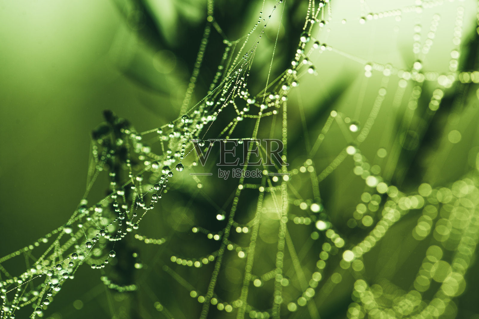 露珠网的特写。清晨春光照大自然。选择性聚焦微距拍摄与浅景深的领域照片摄影图片