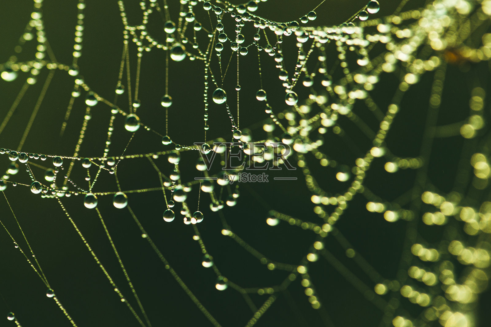 露珠网的特写。清晨春光照大自然。选择性聚焦微距拍摄与浅景深的领域照片摄影图片