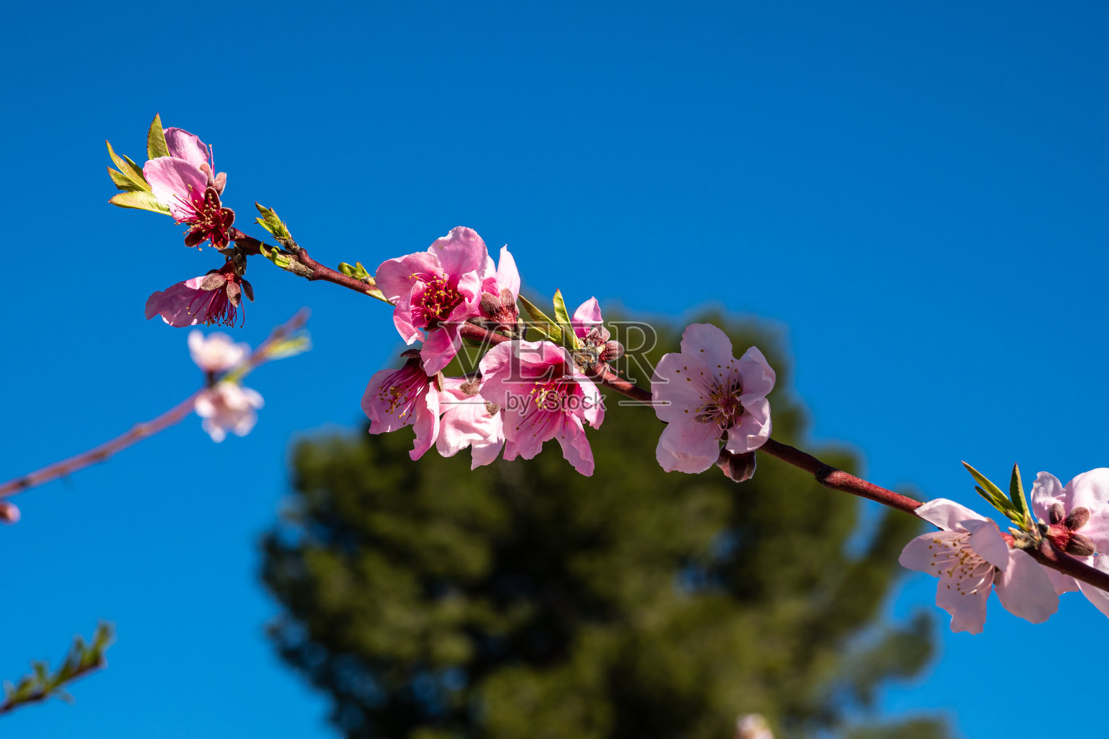 西班牙穆尔西亚地区Mirador El Horno的Cieza的桃花照片摄影图片